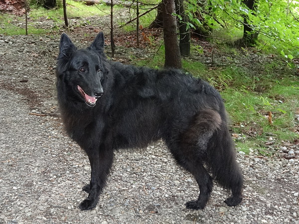 med_Alkis.jpg (600 x 450)